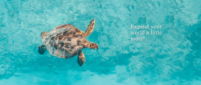 Travel Turtle: Best Travel Trade Magazine, Online Travel Magazine