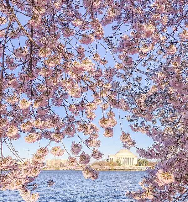 7 Things to do in Washington DC this February Travel Turtle