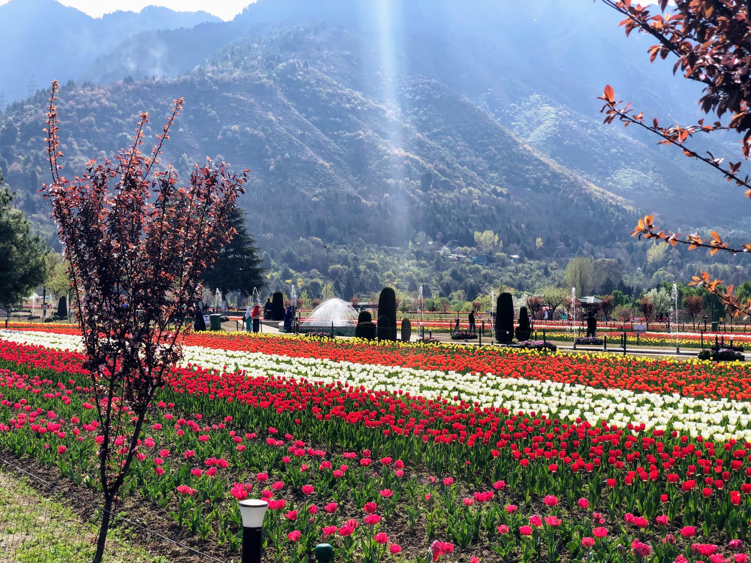 The dance of Tulips in the Valley of Kashmir Travel Turtle